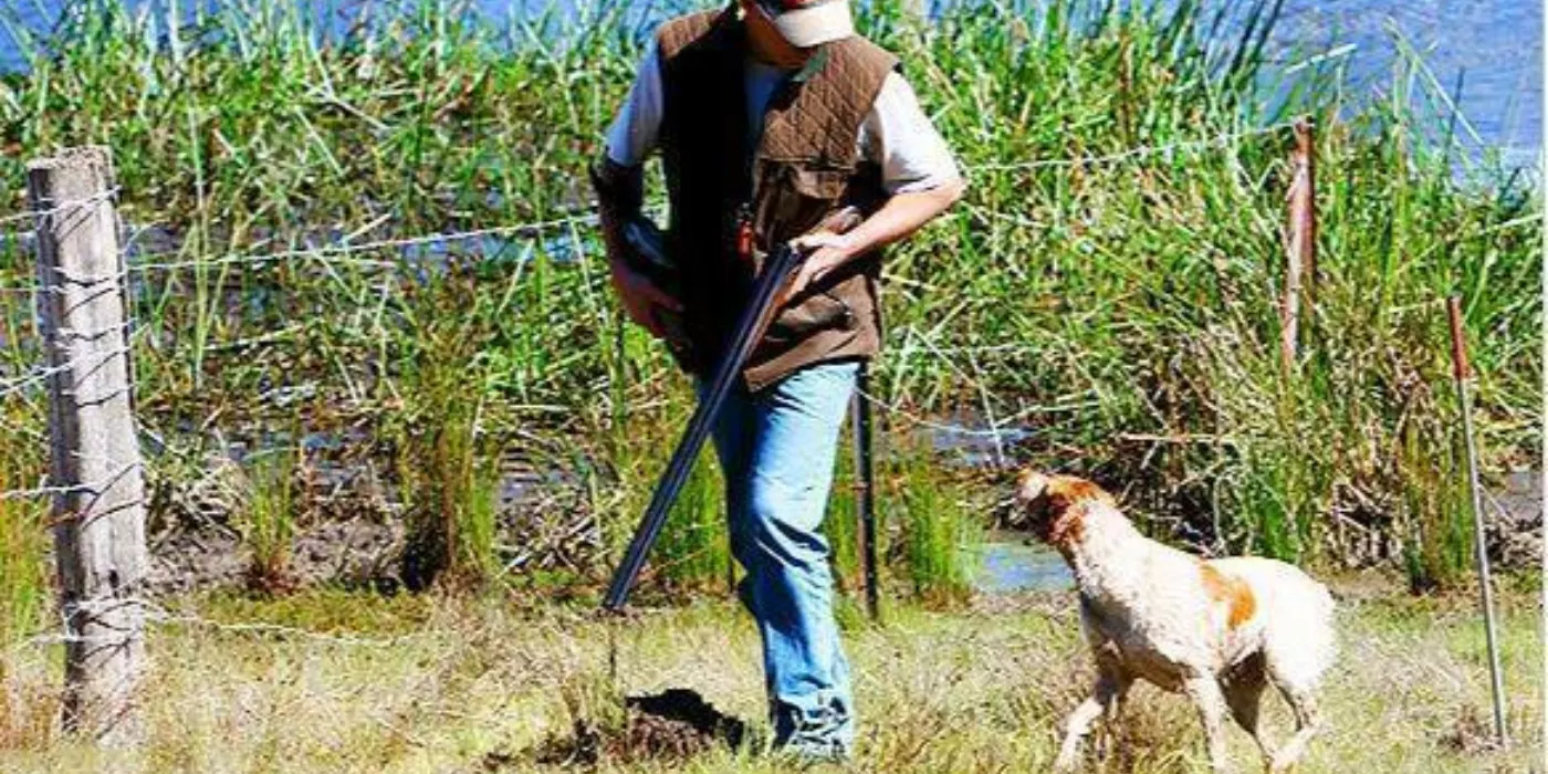 Working Gundogs
